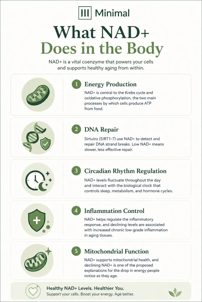 nad+ vs. nmn vs. nr which longevity protocol actually delivers results